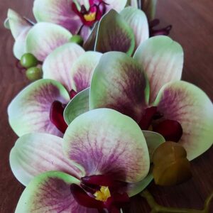 Szálas orchidea