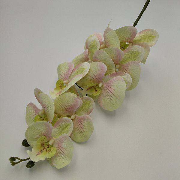 orchidea-ag-9-viraggal-halvany-zold-